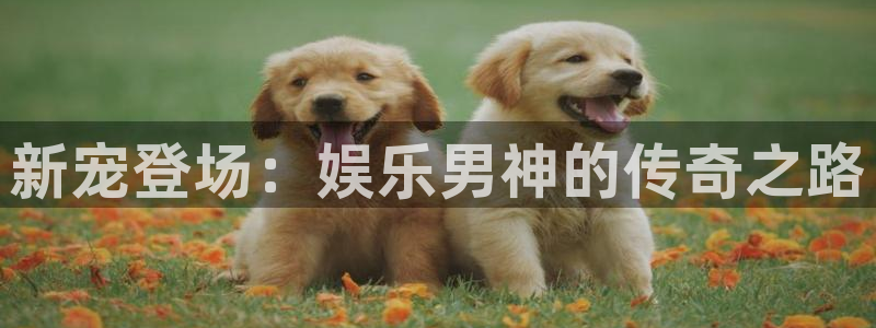 壹号大舞台娱乐传媒：新宠登场：娱乐男神的传奇之路